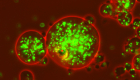 Neon green bacteria grow in an ocean of red-tinted growth media 