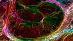 colorful microscope image