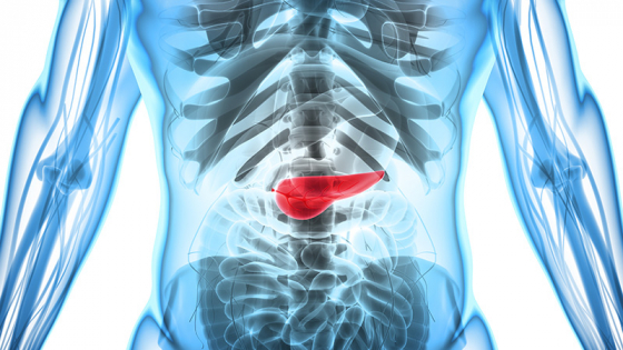 A blue translucent body revealing bones and a red pancreas