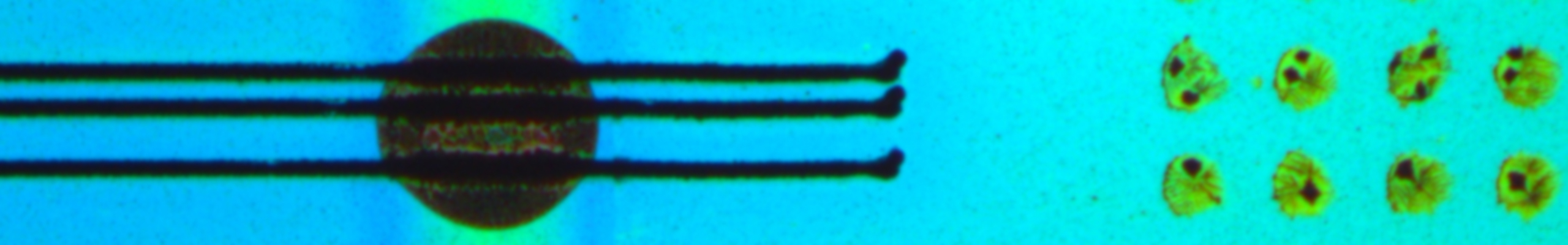 microscope image of biosensors from Chilkoti lab