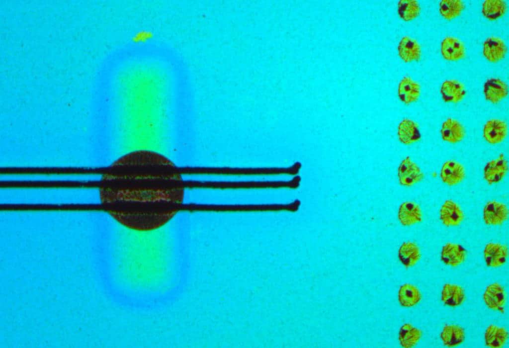 microscope image of biosensors from Chilkoti lab