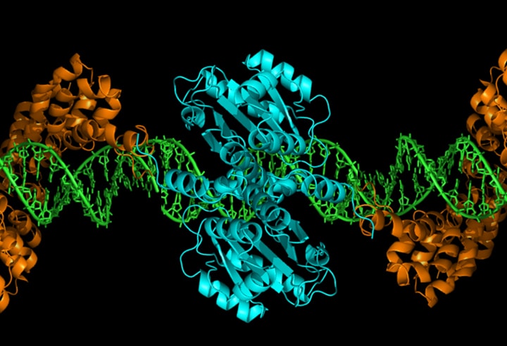 illustration of gene editing technology from Gersbach lab