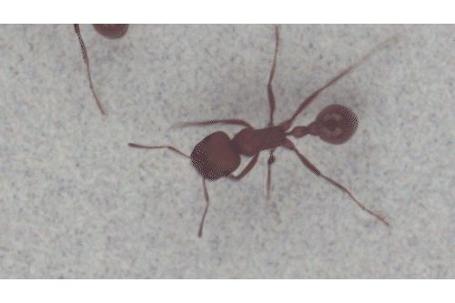 gif of an ant