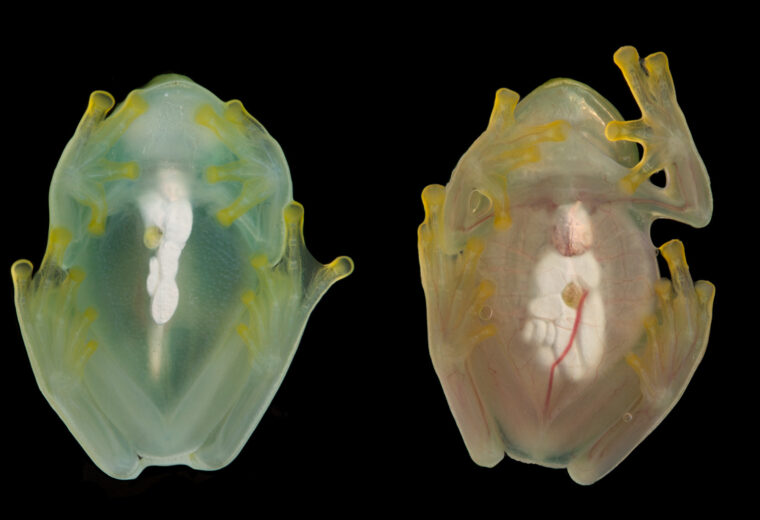 the same glassfrog photographed during sleep and while active, using a flash, showing the difference in red blood cell perfusion within the circulatory system. By Jesse Delia
