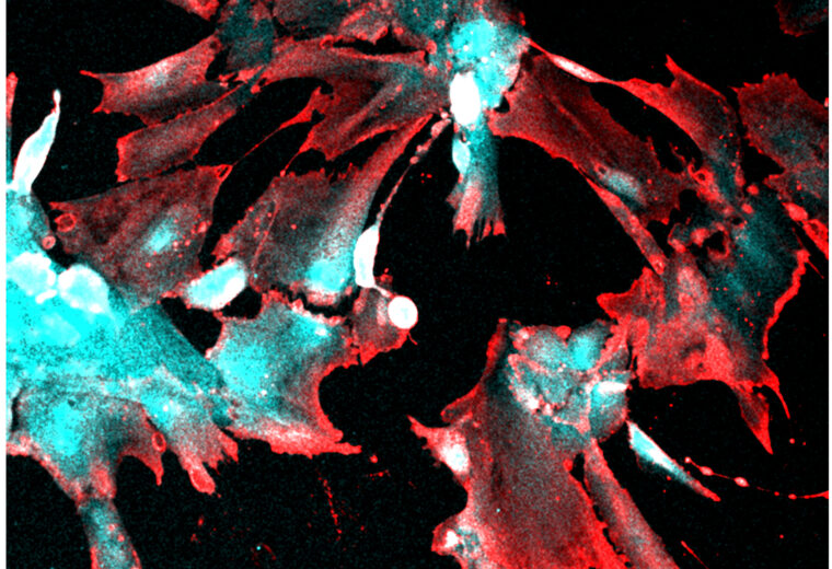 microscope image of kidney cells