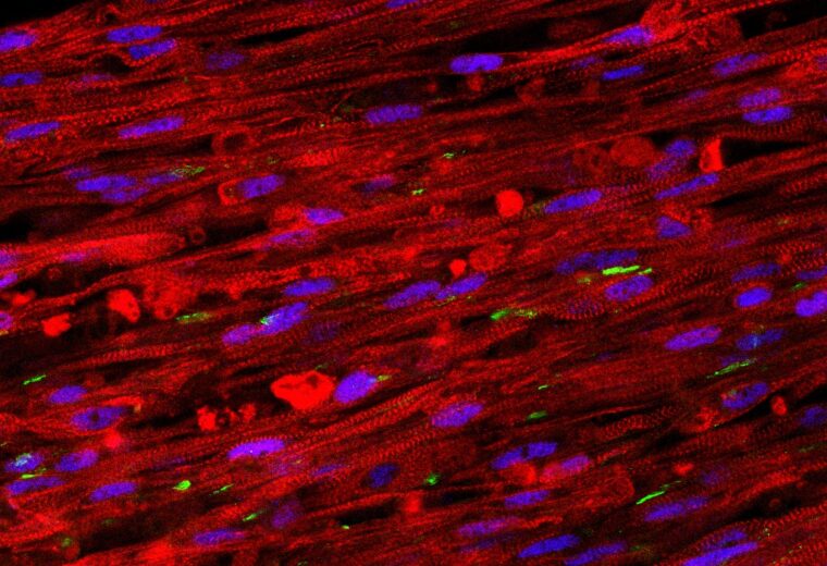 A stained cross section of the new muscle fibers. The red cells are striated muscle fibers, the green areas are receptors for neuronal input, and the blue patches are cell nuclei. (Credit: Bursac Lab)