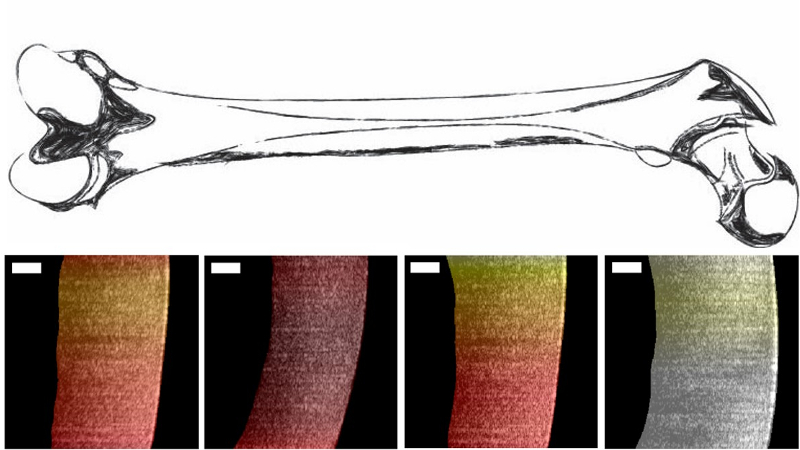 A drawing of a bone (top) with layered images of its interior created by OCT (bottom)