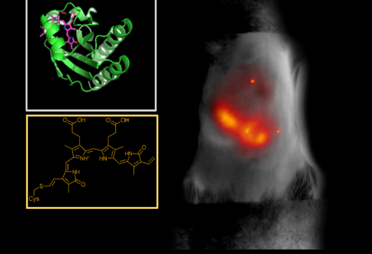 The image shows a small fluorescent protein that emits and absorbs light that penetrates deep into biological tissue. Here, it indicates inflammation in a living mouse liver. The inset shows the molecular and chemical structure of the protein, miRFP718nano.