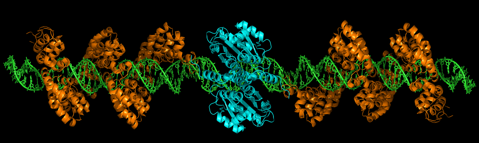 Cartoon crystal structure of the TALEN gene editing technology. (Credit: Gersbach Lab)