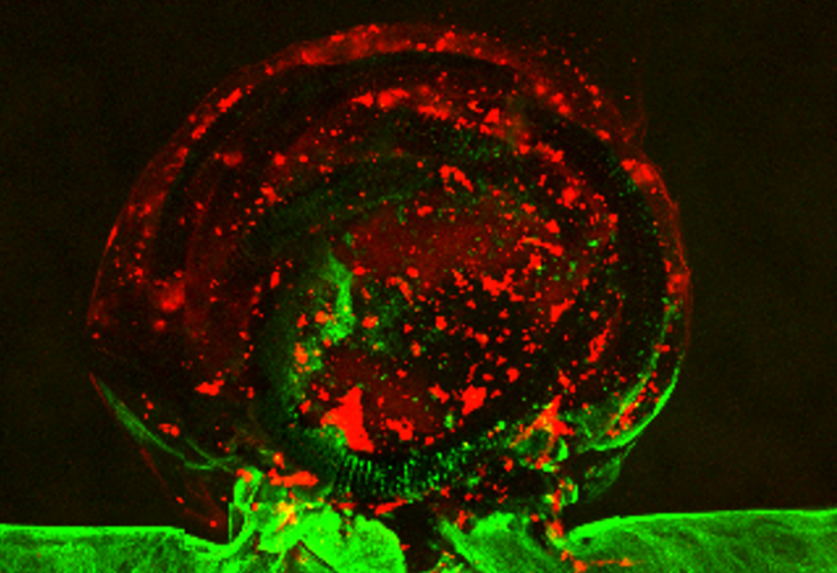 A red ball ballooning from a neon green surface underneath