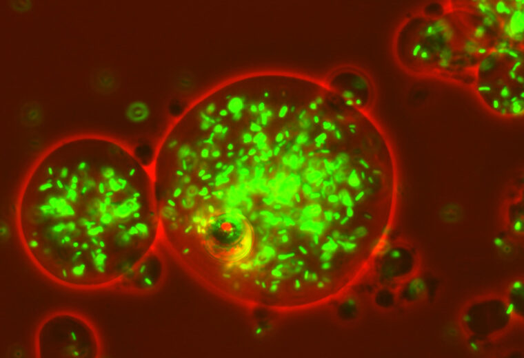 Neon green bacteria grow in an ocean of red-tinted growth media