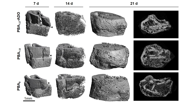 Three rows of broken bones imaged with precise 3D scans, gradually healing from left to right