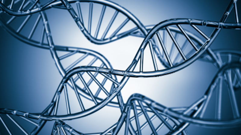 Artist drawing of several strands of DNA crisscrossing in blue