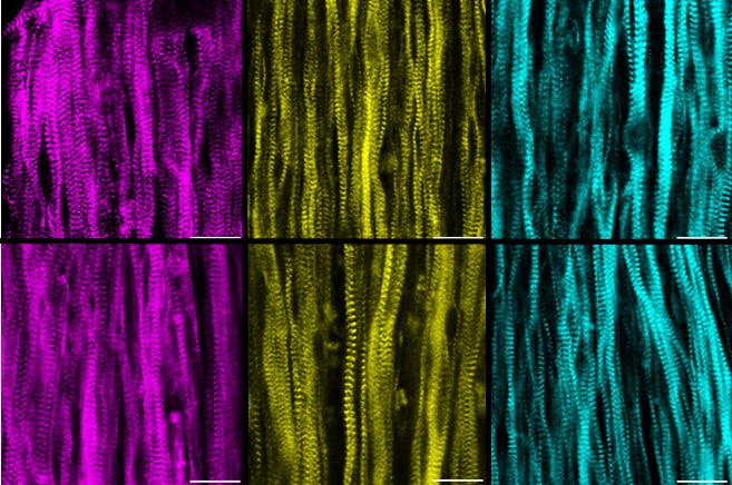 two rows of similar pictures showing long, vertical strands in pink, yellow and blue