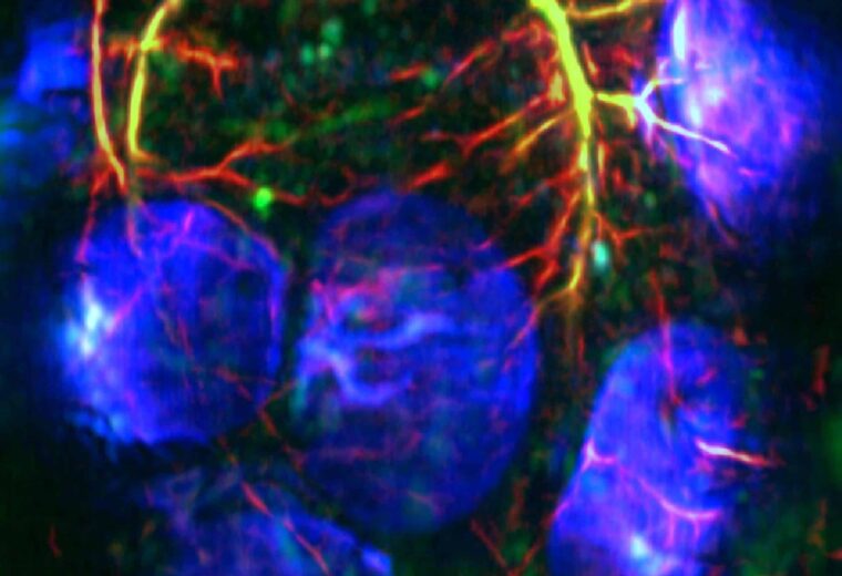 DAT of the healthy developing embryos (blue) in a mouse, showing the highly hypoxic environment