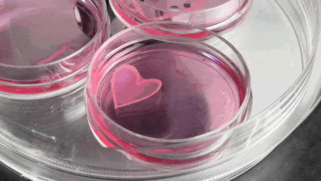 a pink heart-shaped tissue beating like a real heart in a petri dish